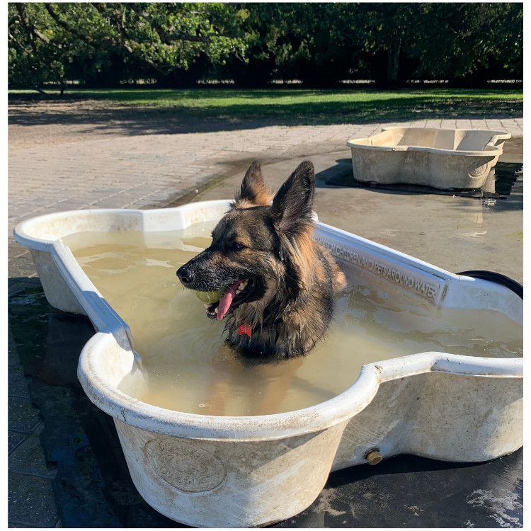 Smokey, wisely, beats the heat at City Bark! (not pictured: him, unwisely, drinking this water)