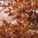 open enrollment, workplace benefits, 401k, group insurance